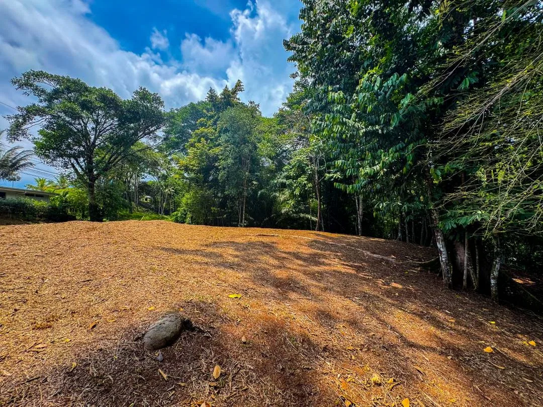 PROPERTY IN OJOCHAL WITH JUNGLE – 2.35 ACRES, photo 21