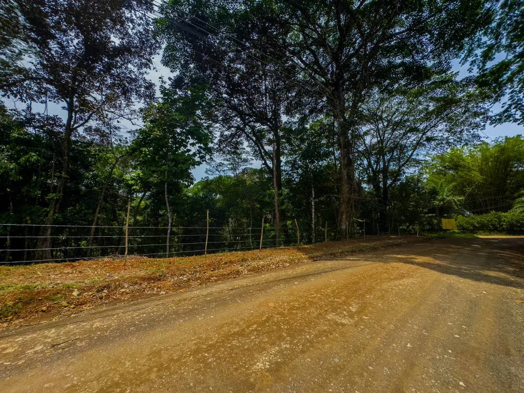 PROPERTY IN OJOCHAL WITH JUNGLE – 2.35 ACRES, photo 4