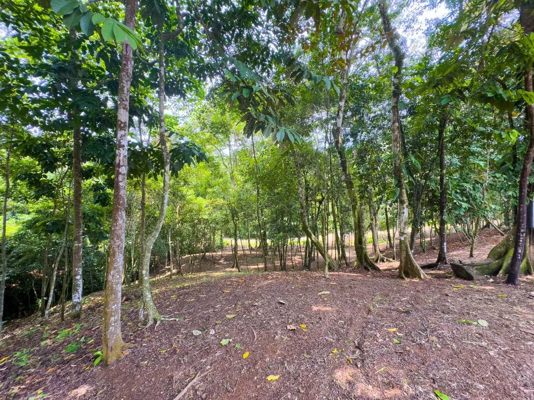PROPERTY IN OJOCHAL WITH JUNGLE – 2.35 ACRES, photo 6