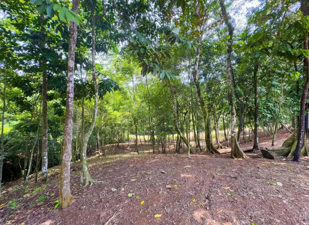 PROPERTY IN OJOCHAL WITH JUNGLE – 2.35 ACRES, photo 7
