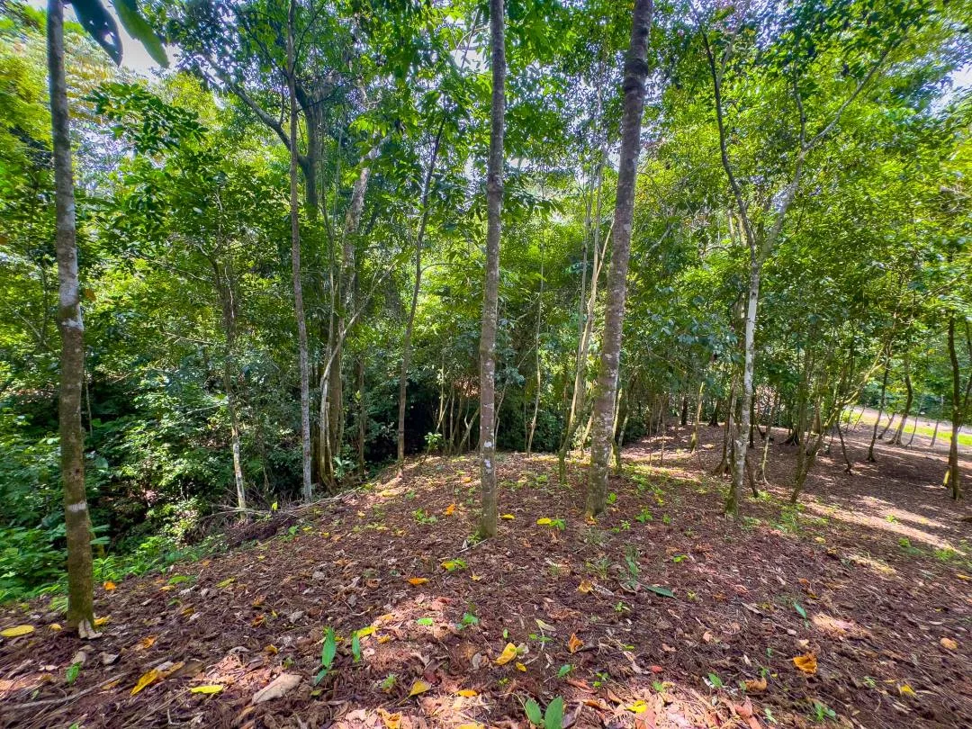 PROPERTY IN OJOCHAL WITH JUNGLE – 2.35 ACRES, photo 8