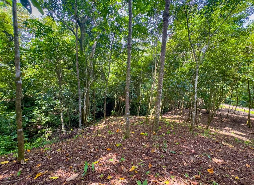 PROPERTY IN OJOCHAL WITH JUNGLE – 2.35 ACRES, photo 9