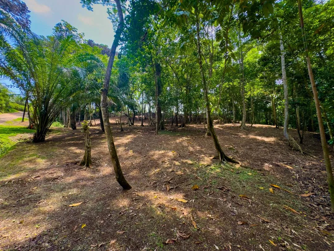 PROPERTY IN OJOCHAL WITH JUNGLE – 2.35 ACRES, photo 10