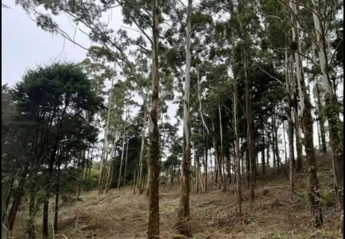 La propiedad tiene uso de suelo AGROTURISTICO lo que permite la construcción de albergues, ..., photo 6