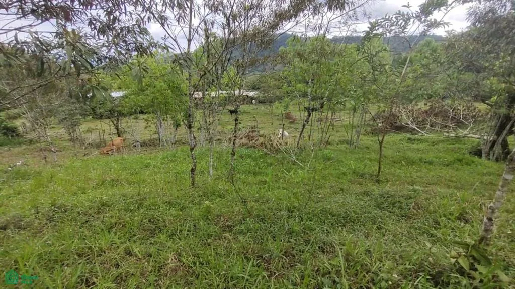 Tayutic Turrialba Cartago