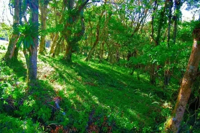 BEAUTIFUL FARM FOR SALE IN CONCEPCION DE SAN ISIDRO DE HEREDIA, photo 11