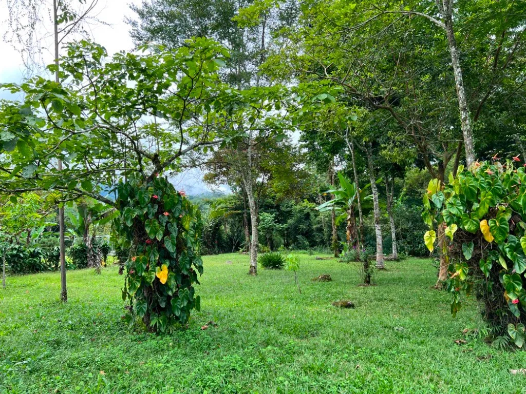 VENTA DE QUINTA DE 5.000 M2 CON ACCESO AL RIO PEÑAS BLANCAS Y RANCHO EN SANTA ELENA, PEREZ ZELEDON - Venta en Pérez Zeledón, photo 12