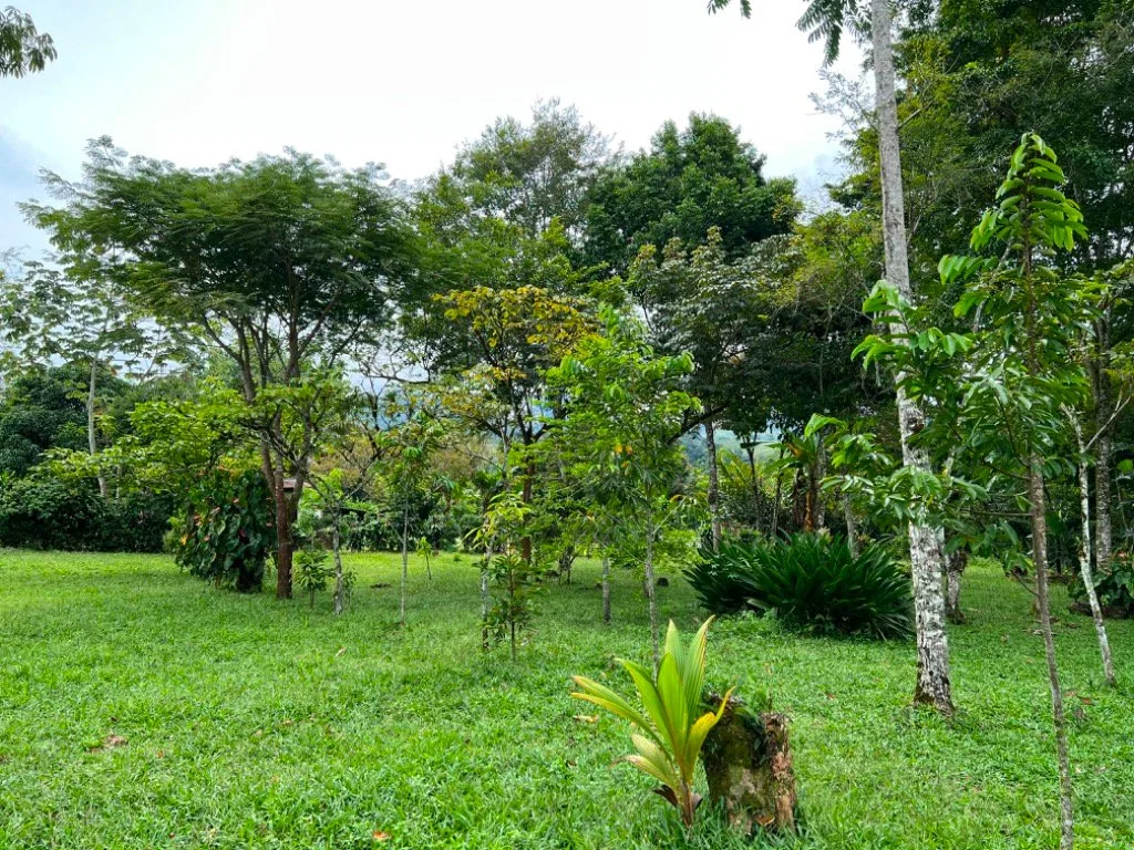 VENTA DE QUINTA DE 5.000 M2 CON ACCESO AL RIO PEÑAS BLANCAS Y RANCHO EN SANTA ELENA, PEREZ ZELEDON - Venta en Pérez Zeledón, photo 14