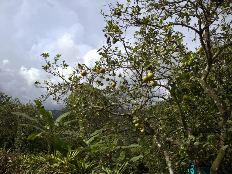 Land For Sale in Playa Coyote, photo 16