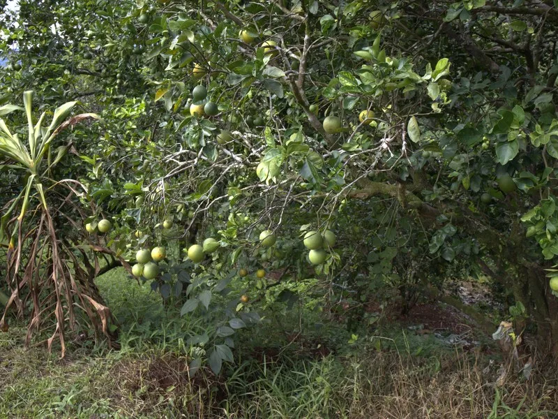 Land For Sale in Playa Coyote, photo 9