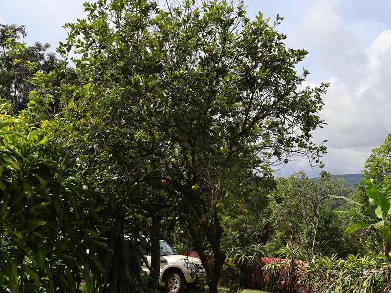 Land For Sale in Playa Coyote, photo 10