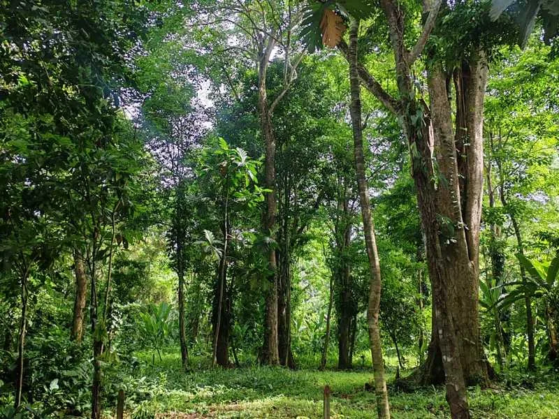 Land For Sale in Puerto Viejo, photo 2