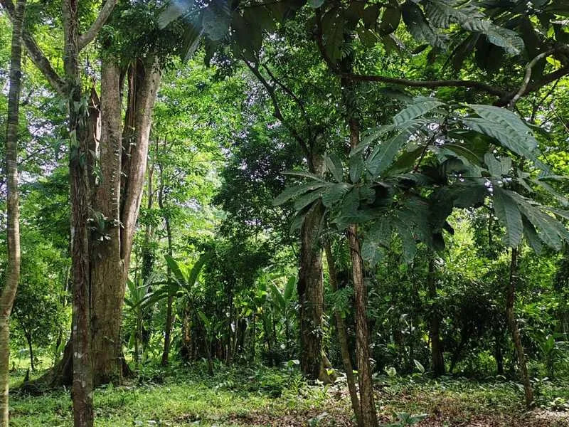 Land For Sale in Puerto Viejo, photo 3