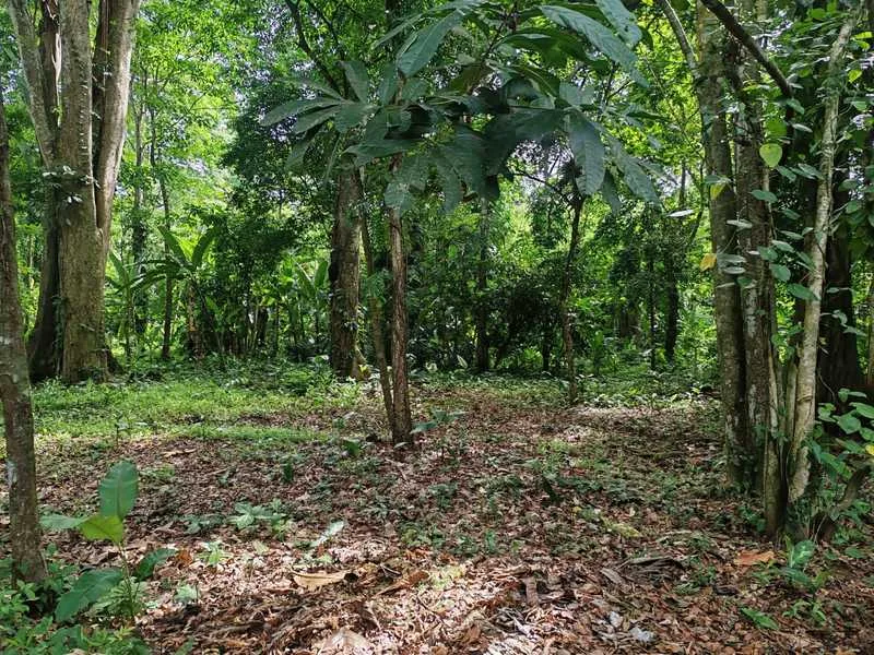 Land For Sale in Puerto Viejo, photo 4