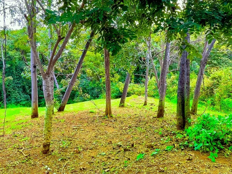 Land For Sale in Playa Grande, photo 6