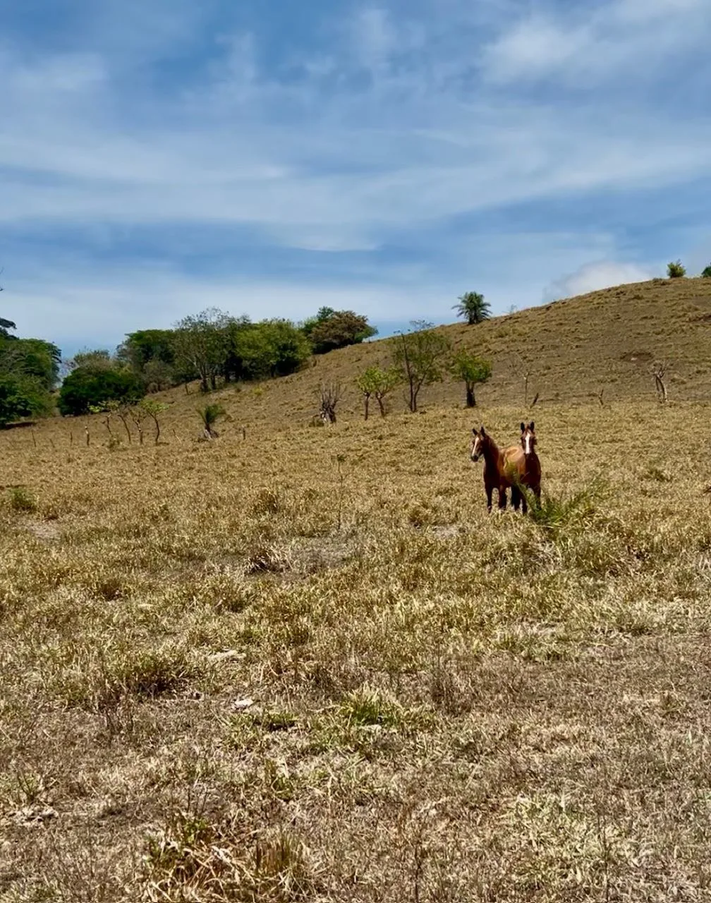 78 Hectares in Tilaran Guanacaste - Renewable Energy &amp; Carbon Credit Potential with Agricultural and Ecotourism Upside, photo 2