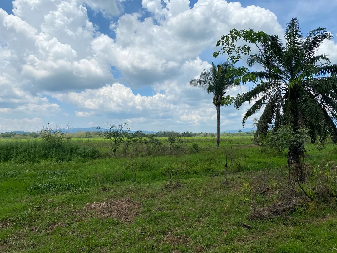 Agricultural Farm for Sale in Guaycara, Golfito (Price Drop: $10,000 off)