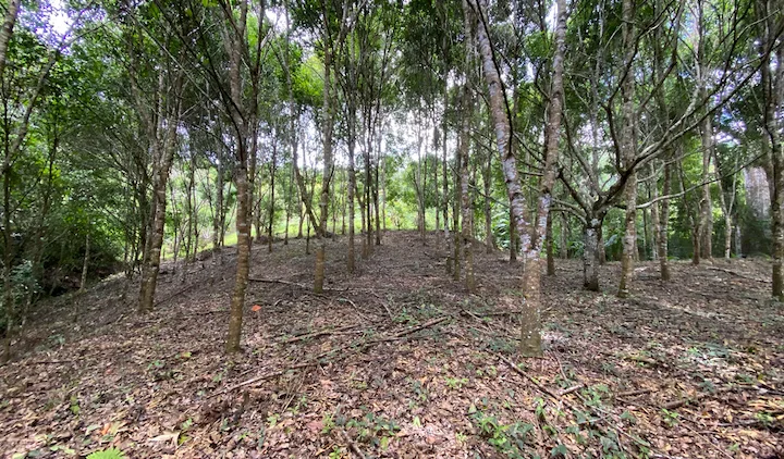 PROPERTY WITH FRUIT TREES AND WITH RIVER ACCESS, IN EL ROBLE PEREZ ZELEDON – 1.9 ACRES