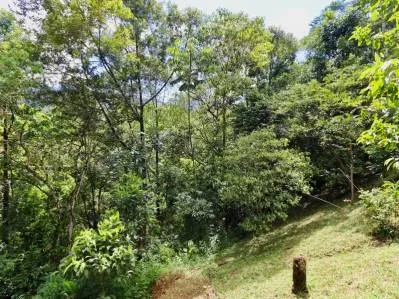Mountain View jungle property bordered by a river, photo 3