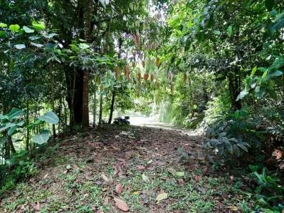Mountain View jungle property bordered by a river, photo 5