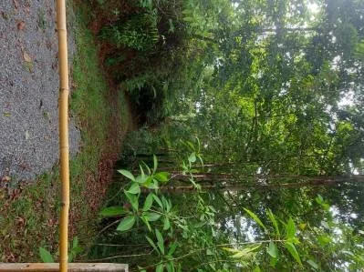 Mountain View jungle property bordered by a river, photo 10