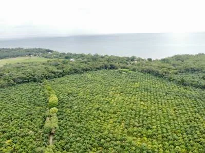 Finca de Palma africana con alto potencial para desarrollo