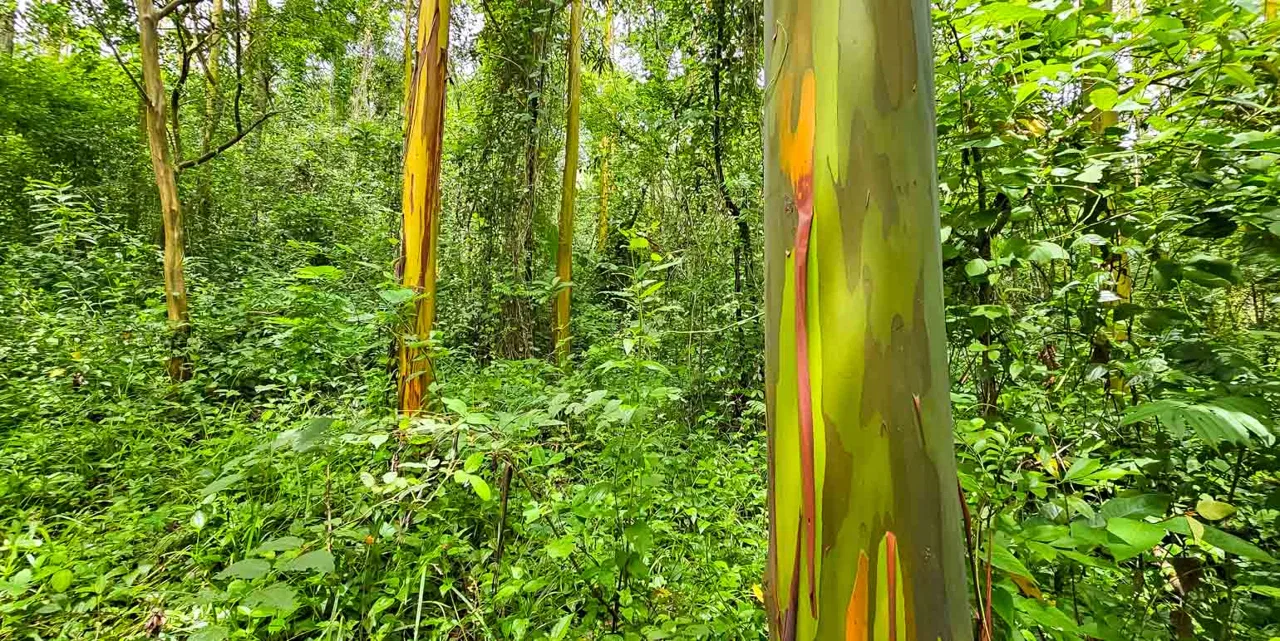 Finca & Bosque Arcoiris in Puriscal