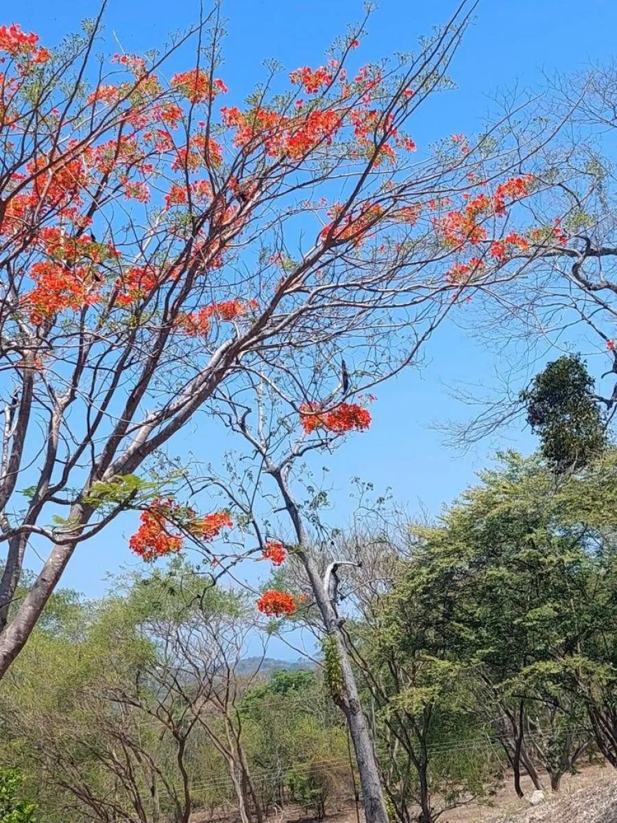 Venta de Lote en Orotina, Alajuela. RAH 26-867 - Venta en Orotina, photo 2
