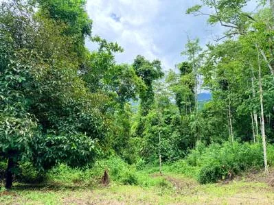Urbanización La Unión Road – Lotes edificables con acceso al río en Uvita, photo 4