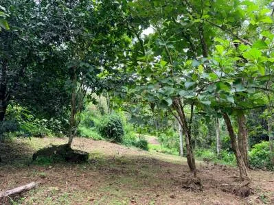 Urbanización La Unión Road – Lotes edificables con acceso al río en Uvita, photo 9