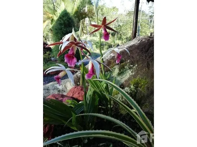 3 Bedroom House for Sale in Perez Zeledon, San Jose for $125,000, photo 7