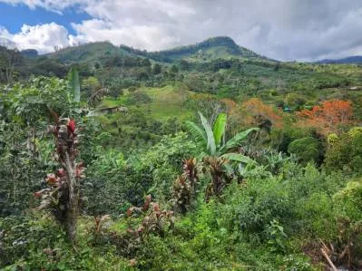 Terreno para la agricultura con una casa, photo 3