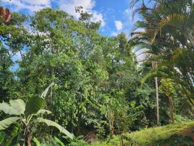 Terreno para la agricultura con una casa, photo 7