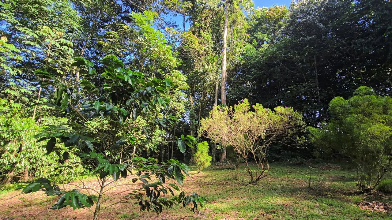 Stunning Land of 6,545 M² For Sale In Peñas Blancas, Pérez Zeledón – Nature, Privacy, And Comfort, photo 13