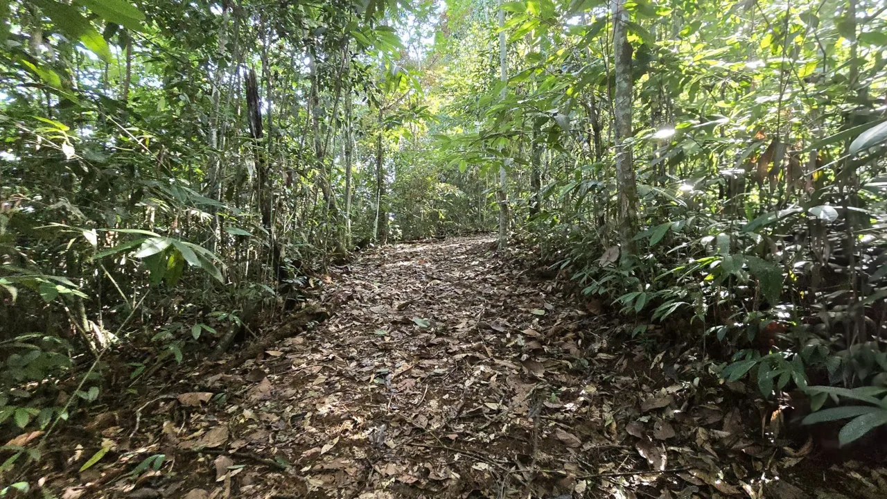 Stunning Land of 6,545 M² For Sale In Peñas Blancas, Pérez Zeledón – Nature, Privacy, And Comfort, photo 14