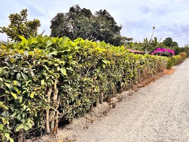 Venta de LOTE disponible para DESARROLLADORES en Santo Domingo-Santo Tomás. RAH 27-776 - Venta en Santo Domingo