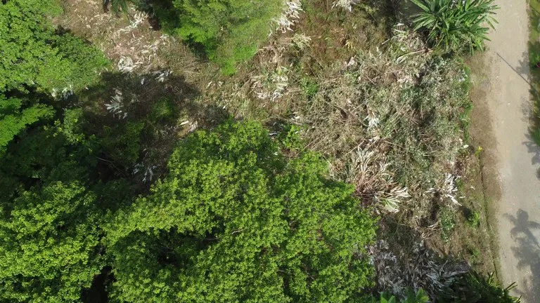 Ojochal - 1 Acre Ready To Build Jungle Lot, Ocean Breezes in Wildlife Corridore, photo 11