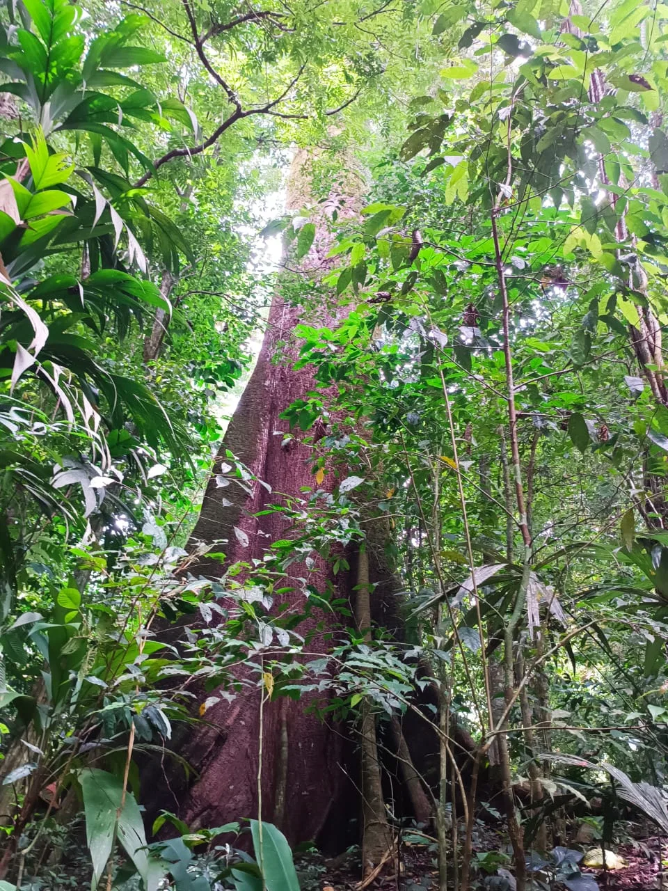 53-Hectare Property with Natural Springs and Rich Biodiversity in Guaycará, Golfito, Costa Rica - REMAX Jungle Properties | Pavones Golfito Real Estate