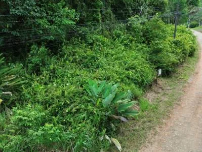 BUILDING PROPERTY WITH PUBLIC ROAD IN FRONT, IN OJOCHAL – 8.32 ACRES, photo 17