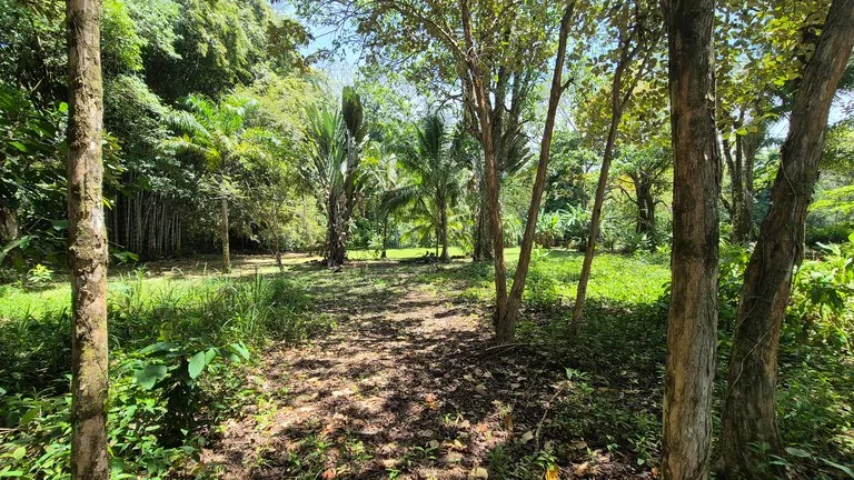 Dream Beachfront Property at Ballena Beach in Uvita, Costa Rica, photo 14
