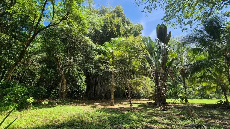 Dream Beachfront Property at Ballena Beach in Uvita, Costa Rica, photo 10