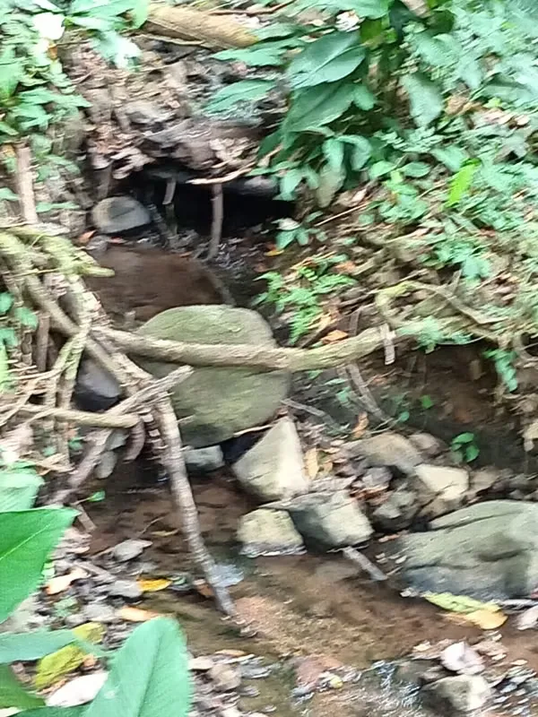 Finca con un área de 10 hectáreas de pura belleza natural, con una topografía plana y suaves ondulaciones, ideal para explorar y ..., photo 2