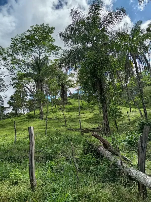 Finca con un área de 10 hectáreas de pura belleza natural, con una topografía plana y suaves ondulaciones, ideal para explorar y ..., photo 11