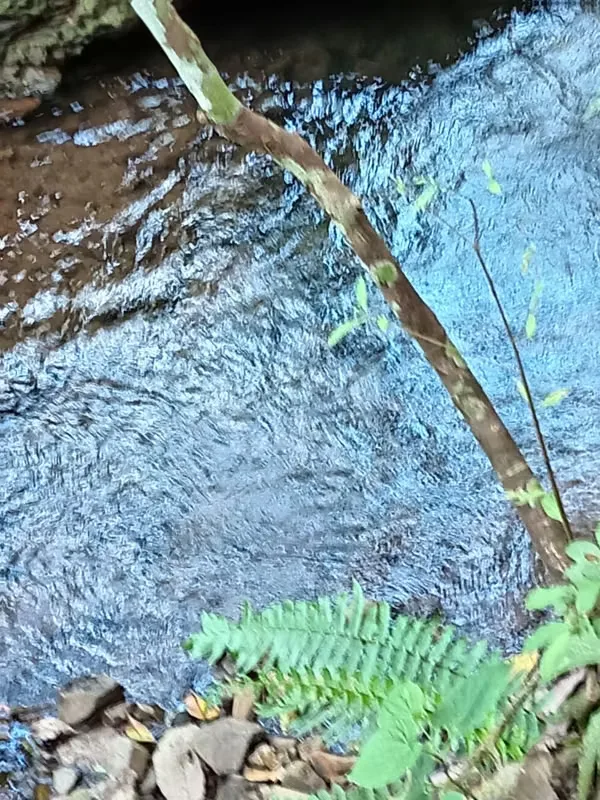 Finca con un área de 10 hectáreas de pura belleza natural, con una topografía plana y suaves ondulaciones, ideal para explorar y ..., photo 12