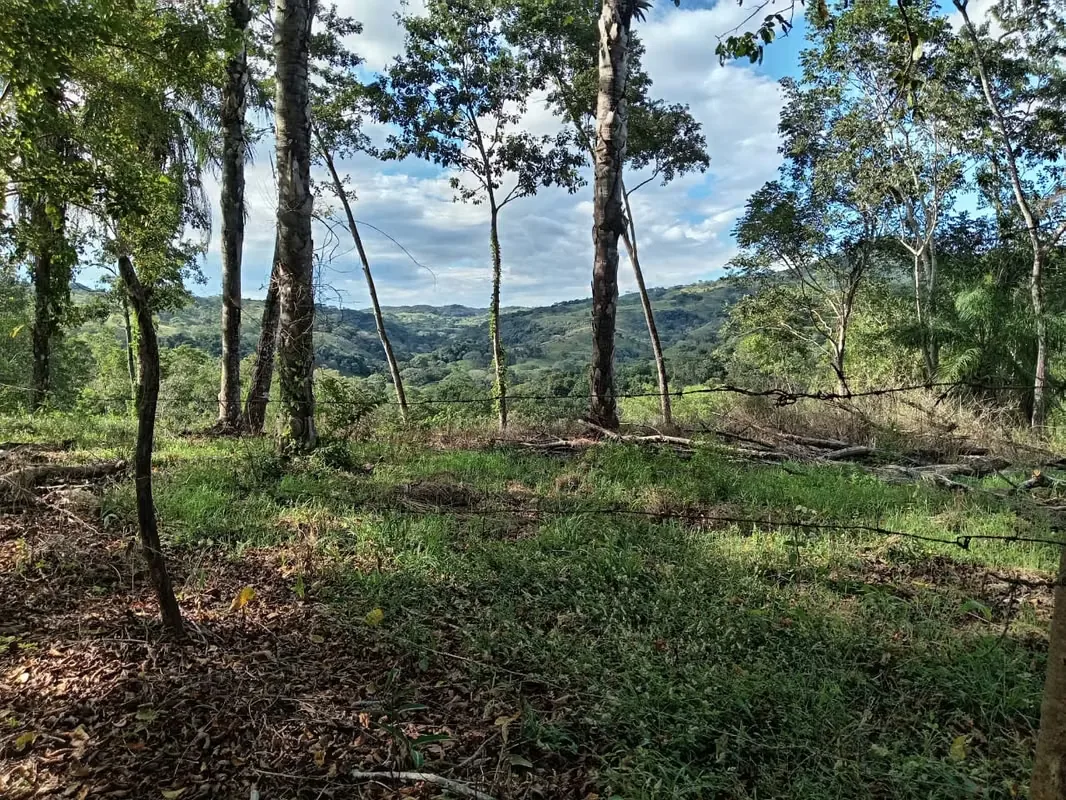 Finca con un área de 10 hectáreas de pura belleza natural, con una topografía plana y suaves ondulaciones, ideal para explorar y ..., photo 4