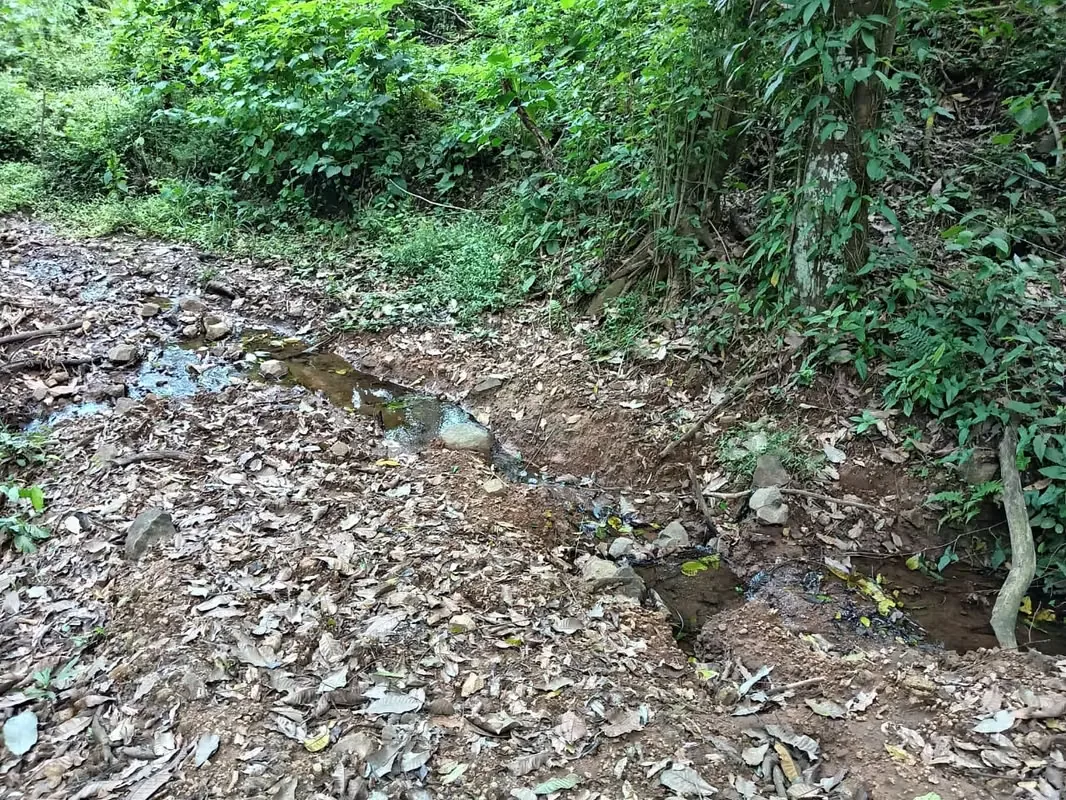 Finca con un área de 10 hectáreas de pura belleza natural, con una topografía plana y suaves ondulaciones, ideal para explorar y ..., photo 7