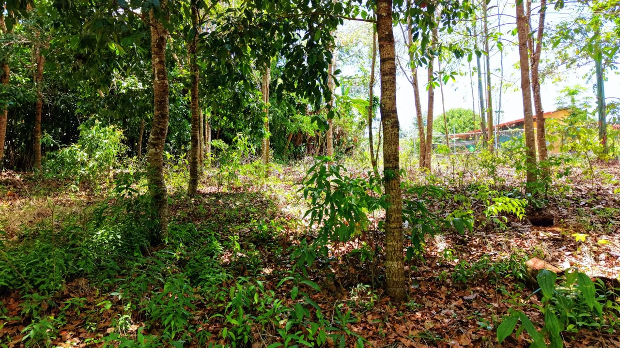 2,580 m² lot for sale in Pedregoso, Calle Calallo, Pérez Zeledón, Costa Rica, strategically located just 1 km from the main access., photo 11