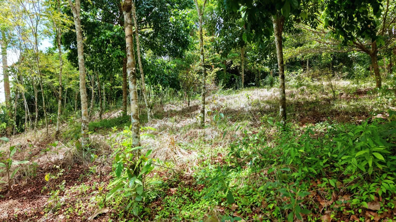 2,580 m² lot for sale in Pedregoso, Calle Calallo, Pérez Zeledón, Costa Rica, strategically located just 1 km from the main access., photo 12