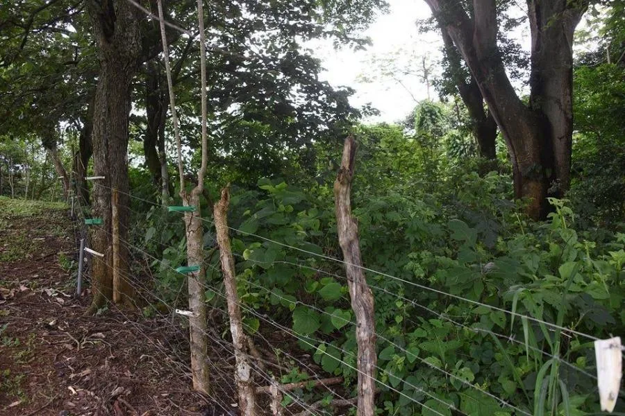 Venta de lote en canton Bajo-Carrillo - Venta en Alajuela