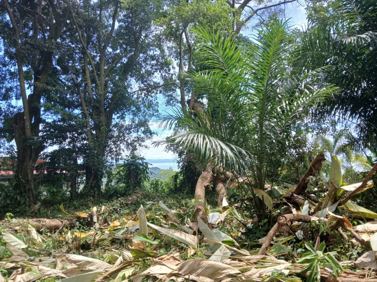 BUILDING PROPERTY WITH MOUNTAINS VIEWS, IN TORTUGA ARRIBA – 1.14 ACRES, photo 17